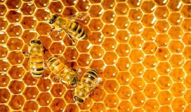 2017_6$large_Honeycomb.jpg