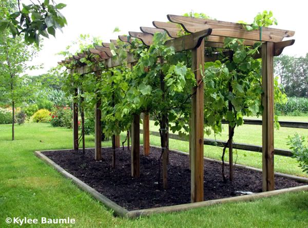 arbour.jpg